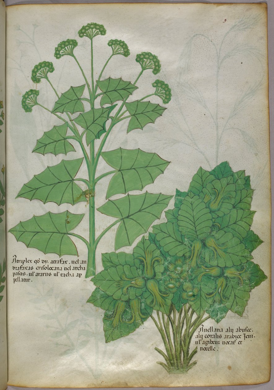 Ilustração botânica de plantas, c.1440 (tinta e cor sobre velino) de Italian School