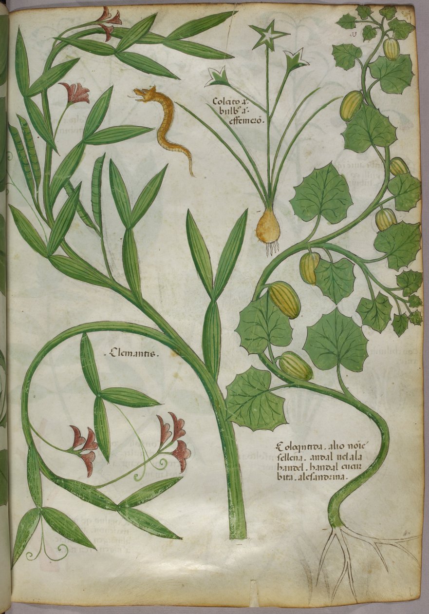 Ilustração botânica de plantas, incluindo uma clematite, e uma cobra, c.1440 (tinta e cor sobre velino) de Italian School