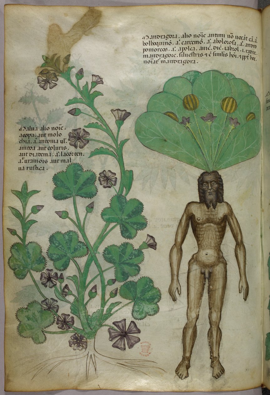 Ilustração botânica de plantas, incluindo uma planta mandrágora com um corpo masculino nu como raiz, c.1440 (tinta e cor sobre velino) de Italian School