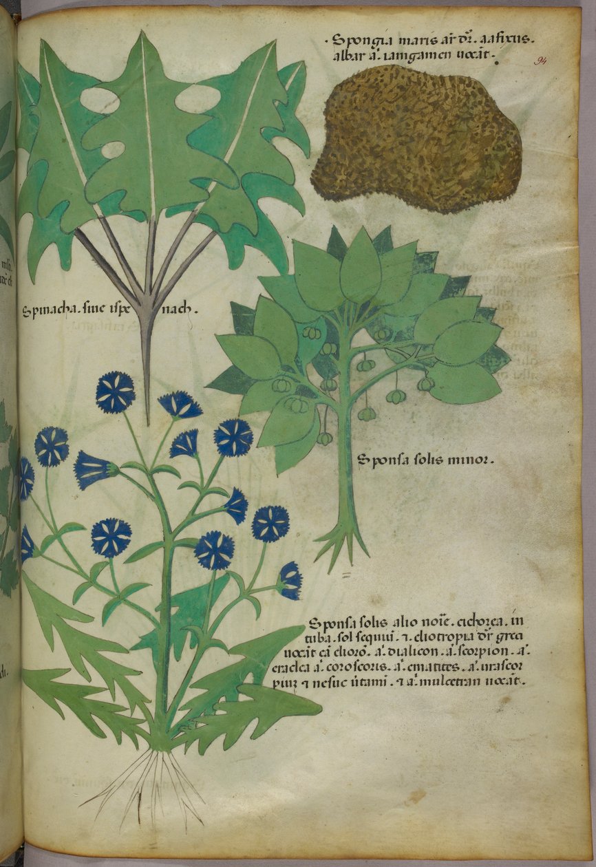 Ilustração botânica de plantas, incluindo uma esponja, c.1440 (tinta e cor sobre velino) de Italian School