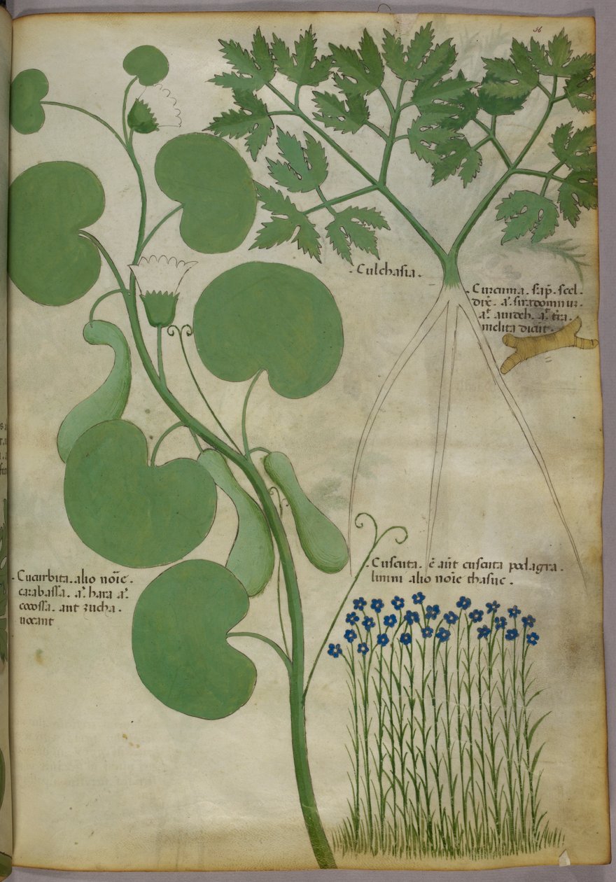 Ilustração botânica de plantas, incluindo flores, c.1440 (tinta e cor sobre velino) de Italian School