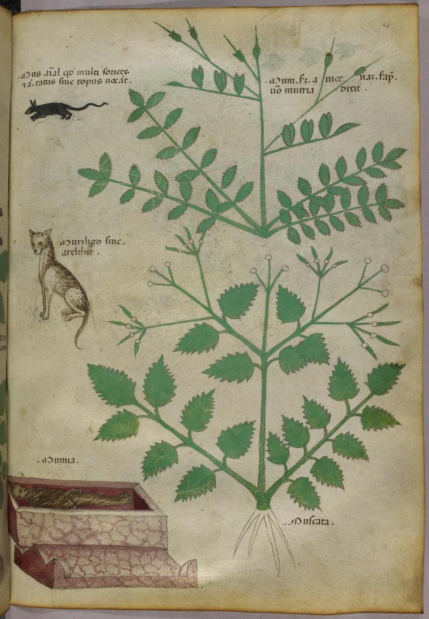 Ilustração botânica de plantas com um leopardo, um rato e um cadáver, c.1440 (tinta e cor sobre velino) de Italian School