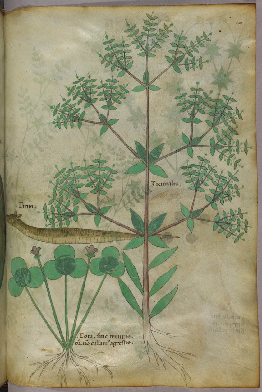 Ilustração botânica de plantas com um animal, c.1440 (tinta e cor sobre velino) de Italian School