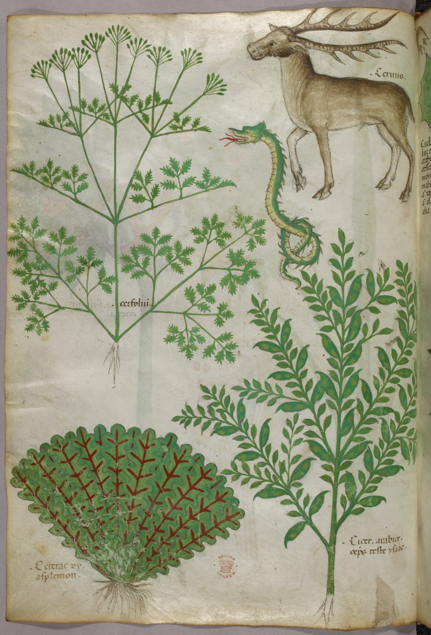 Ilustração botânica de plantas, uma cobra e um veado, c.1440 (tinta e cor sobre velino) de Italian School