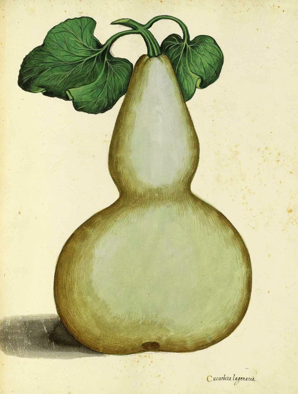 Calabash por Ulisse Aldrovandi de Italian School