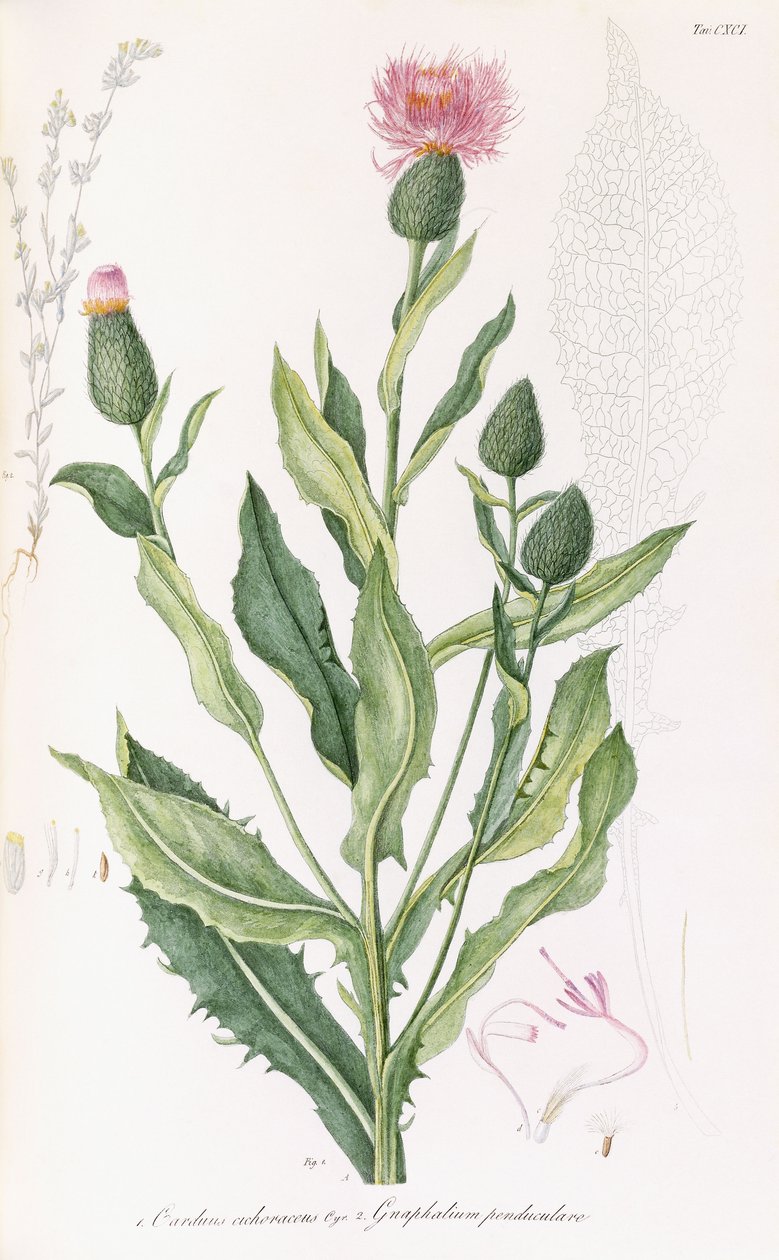 Cardus cichoraceus e Gnaphalium penduculare, 1811-1838 de Italian School