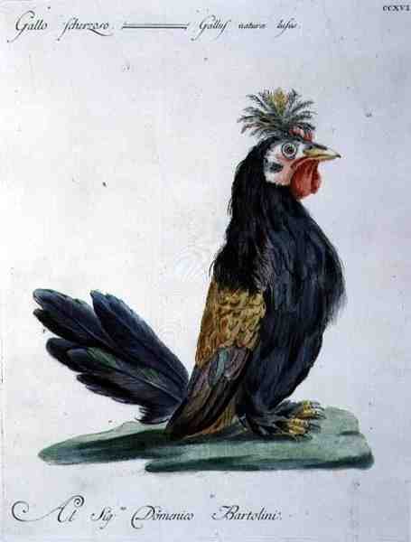 Cockerel, c.1767-76 (gravação a cores) de Italian School