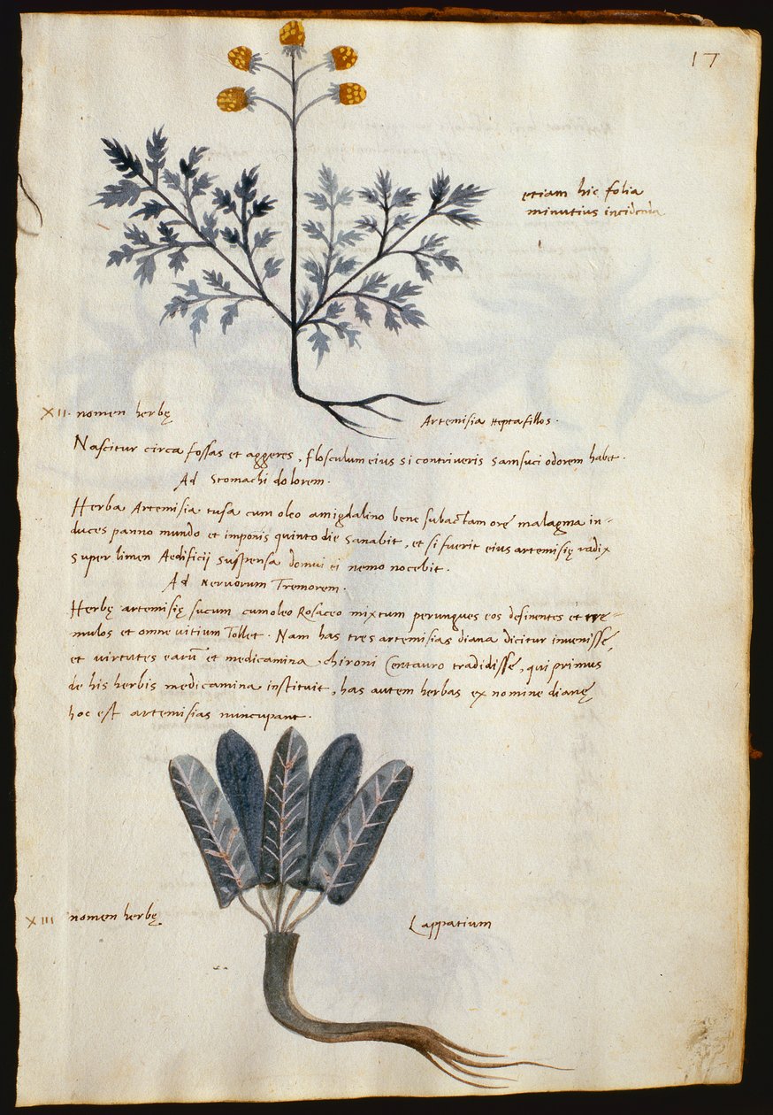 Bacalhau. 2377 Artemisia e lapparium, plantas medicinais de um 