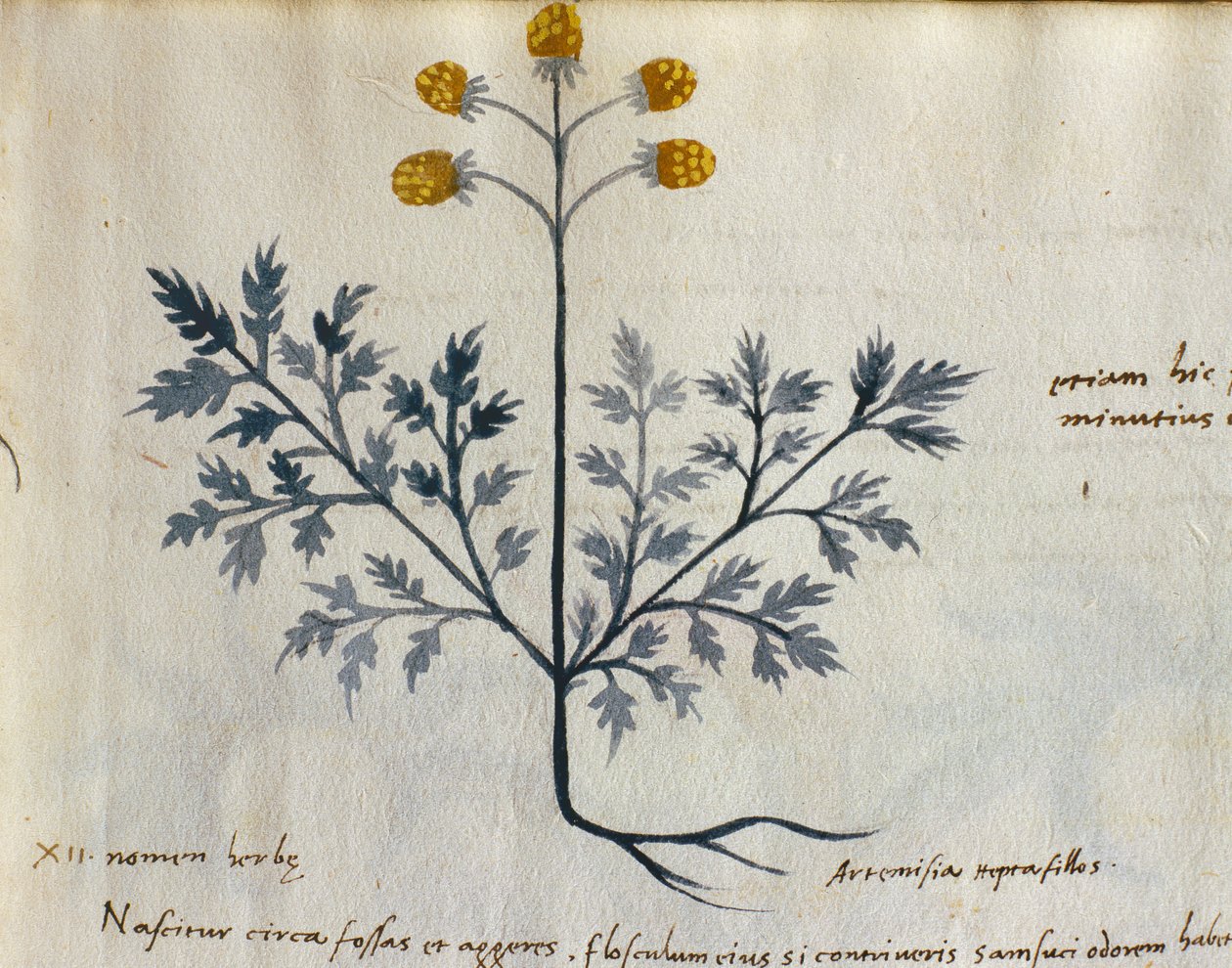 Bacalhau. CCXXXVII Artemísia, planta medicinal de um 