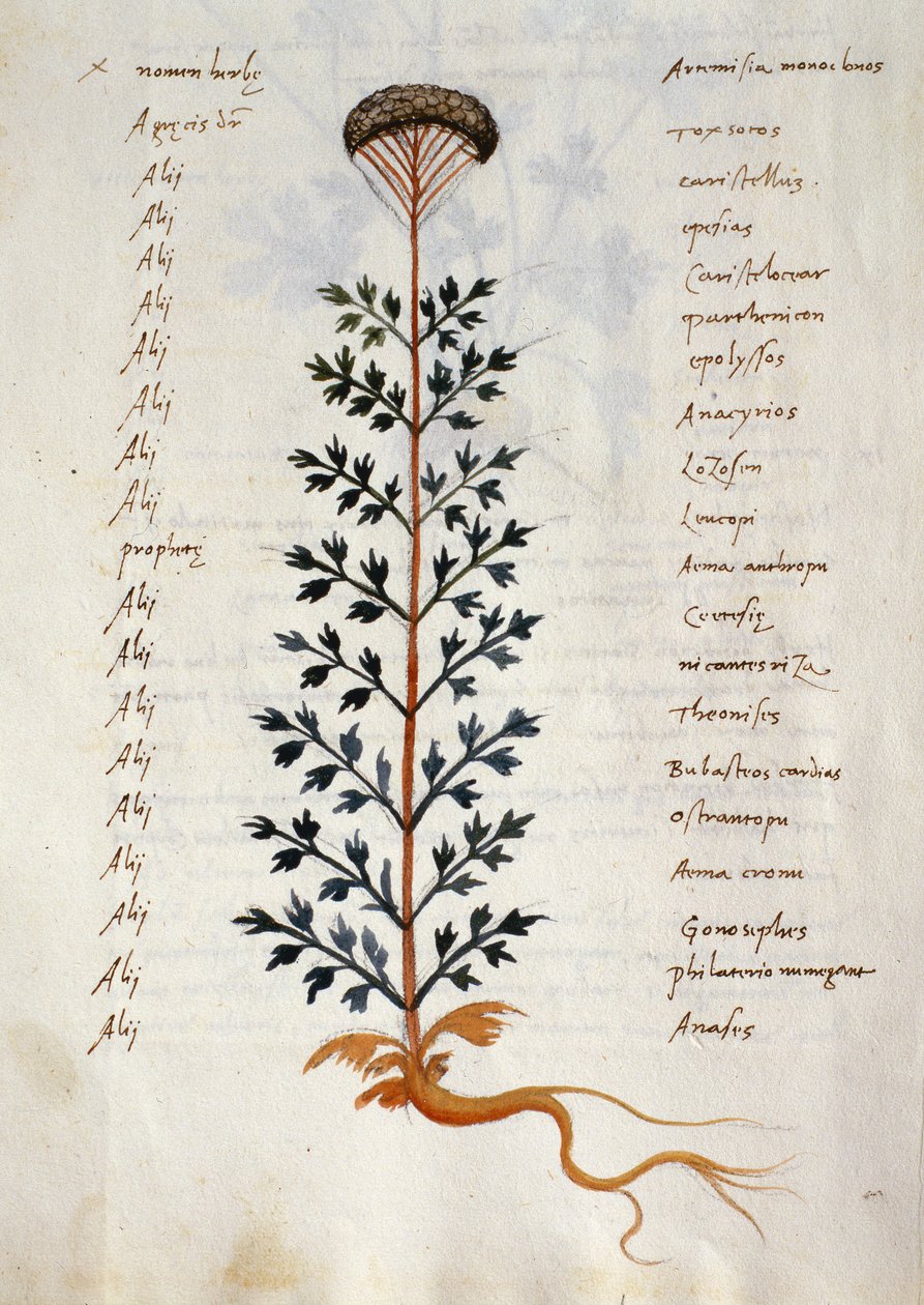 Bacalhau. CCXXXVII Artemísia, planta medicinal de um 