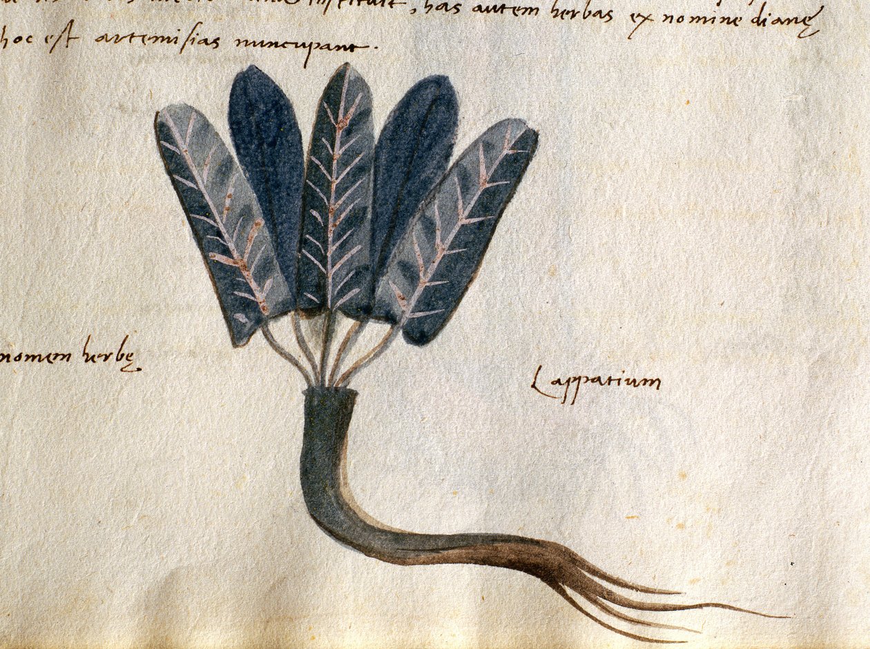 Bacalhau. CCXXXVII Lapparium, plantas medicinais de um 
