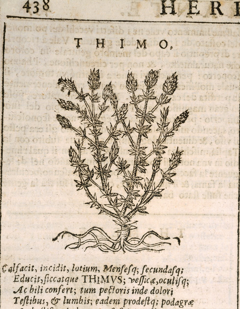 Tomilho comum (Thymus vulgaris), gravura da Castore Durante de Italian School