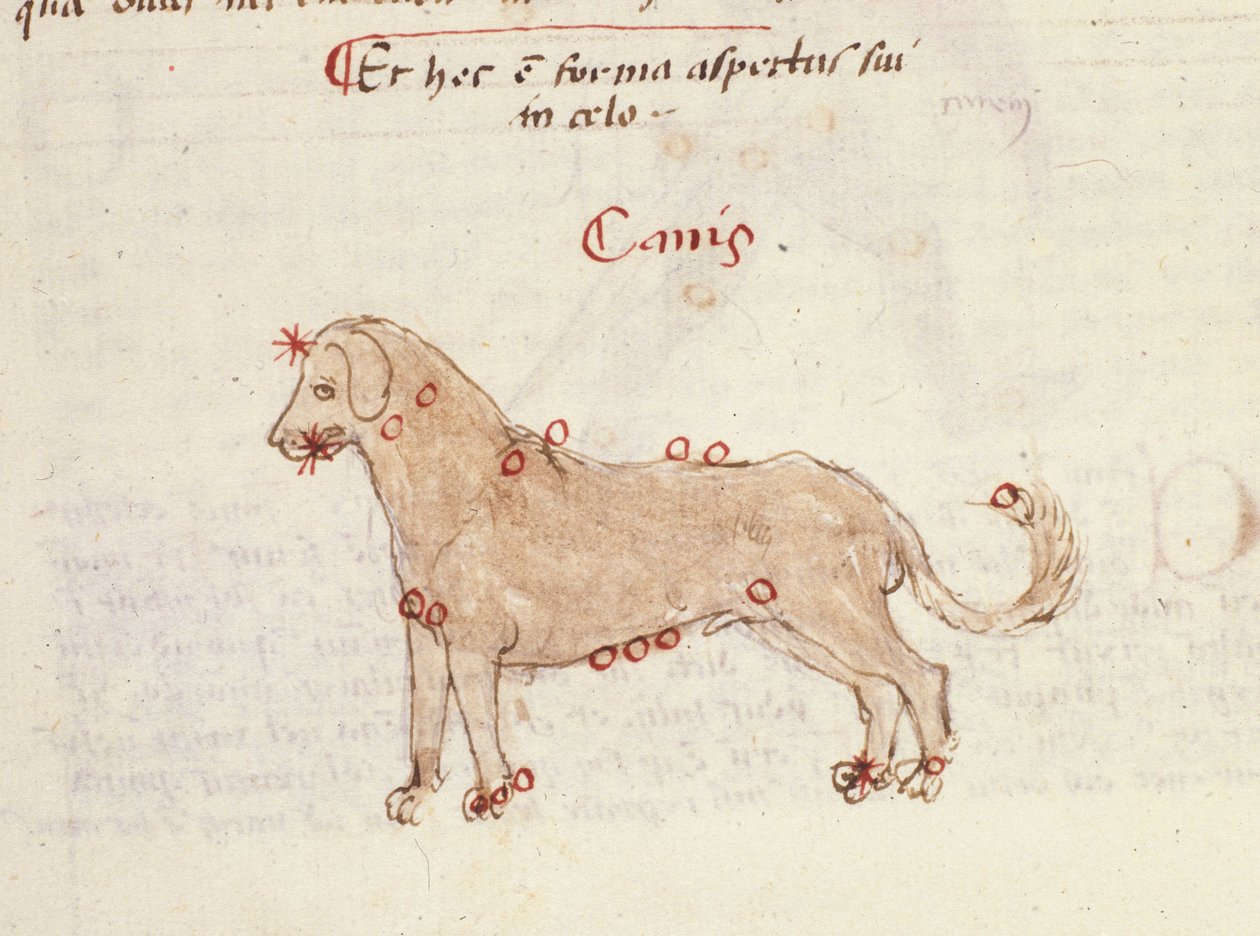 Constelação do cão (Canis). Miniatura de “” Astronomica” de Biasino da Parma (Blaise de Parma) (1425-1457) de Italian School