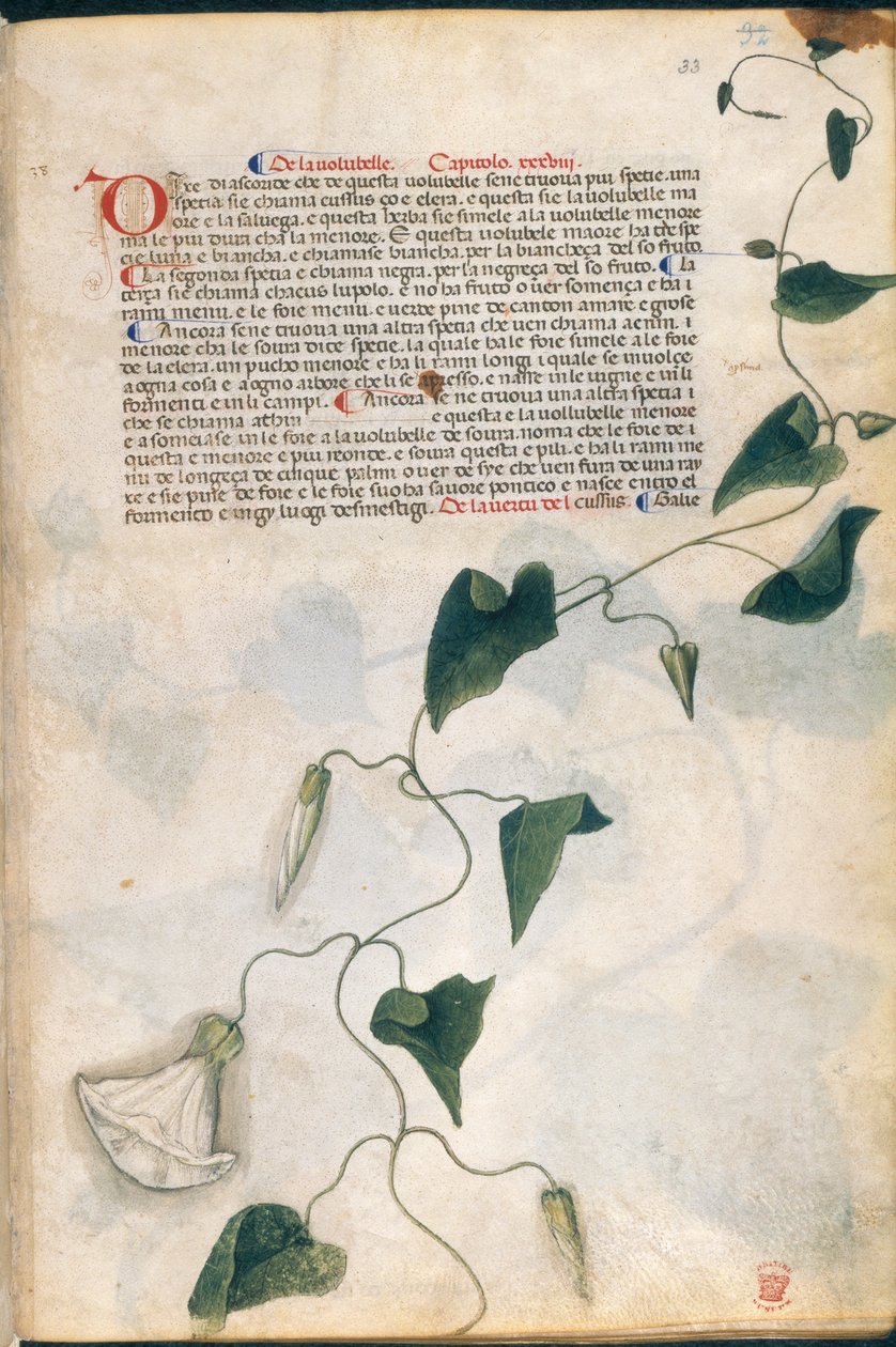 Planta Convolvulus, ilustração de 