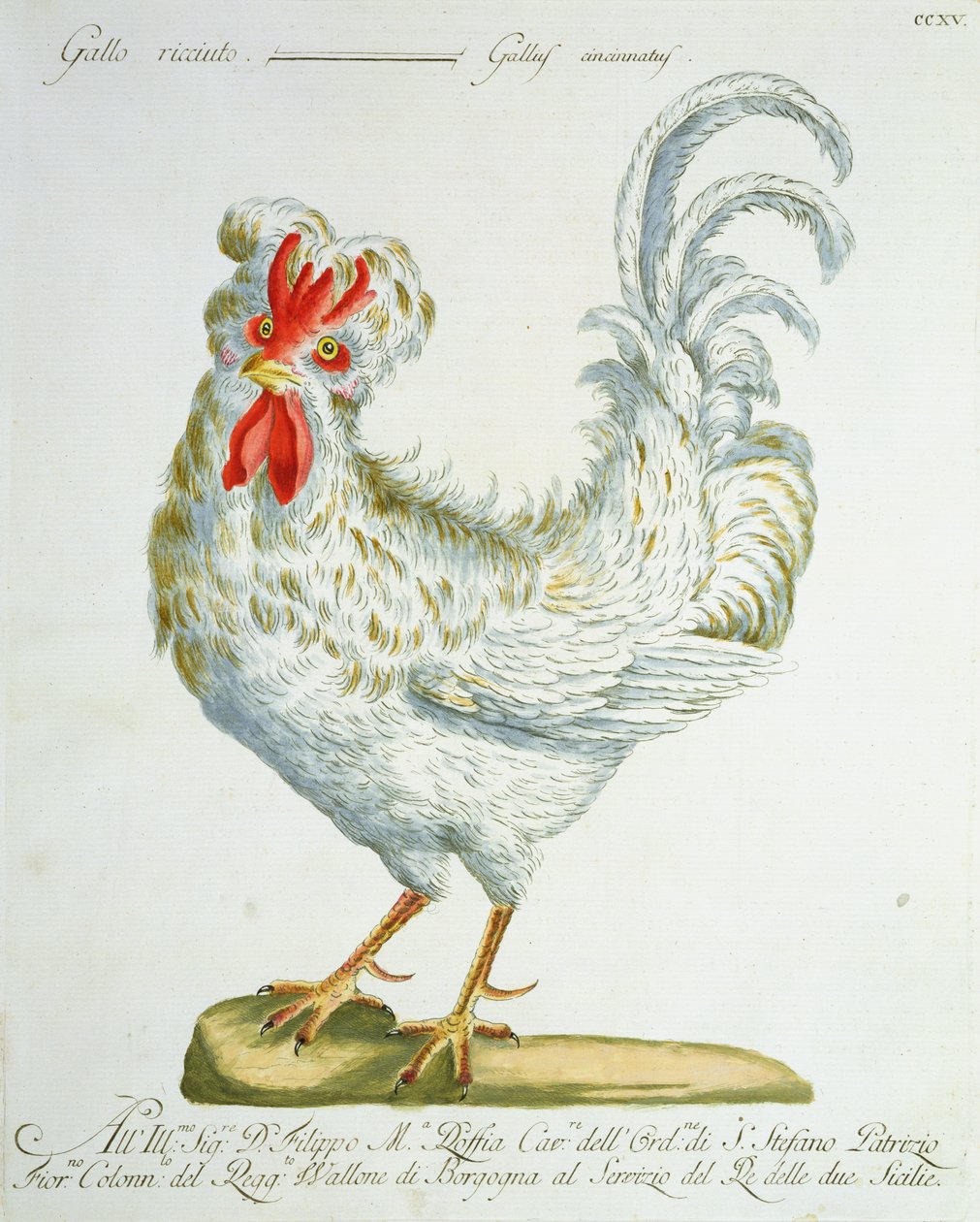 Galo de Pêlo Encaracolado, c.1767-76 (gravura colorida à mão) de Italian School