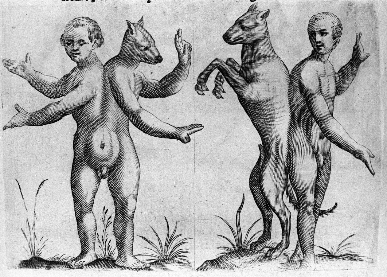 Diferentes tipos de monstros humanos: duas criaturas com corpos duplos, metade homem e metade cão (siamês). Gravura de "De monstrorum natura, causis et differentiis" de Fortunio Liceti (1577-1656), cientista italiano. 1646 de Italian School