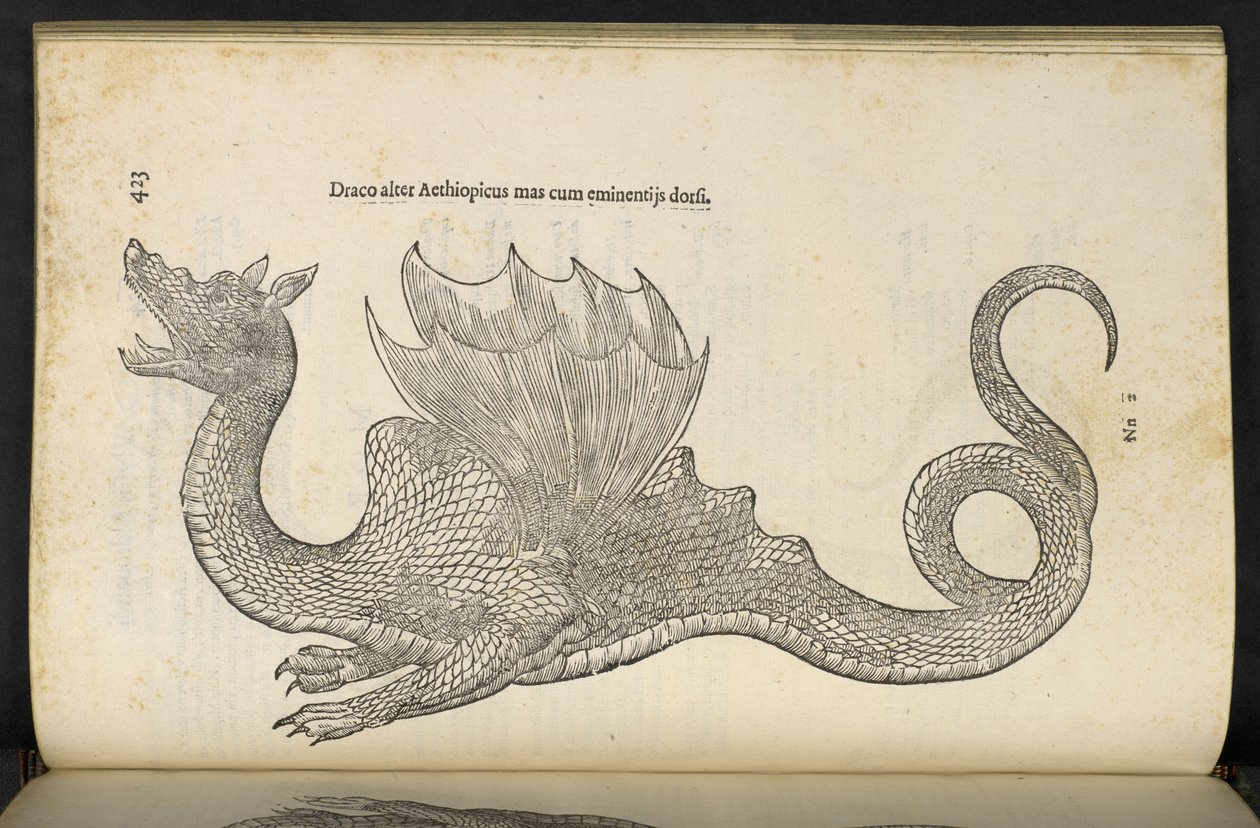 Dragão Etíope 
