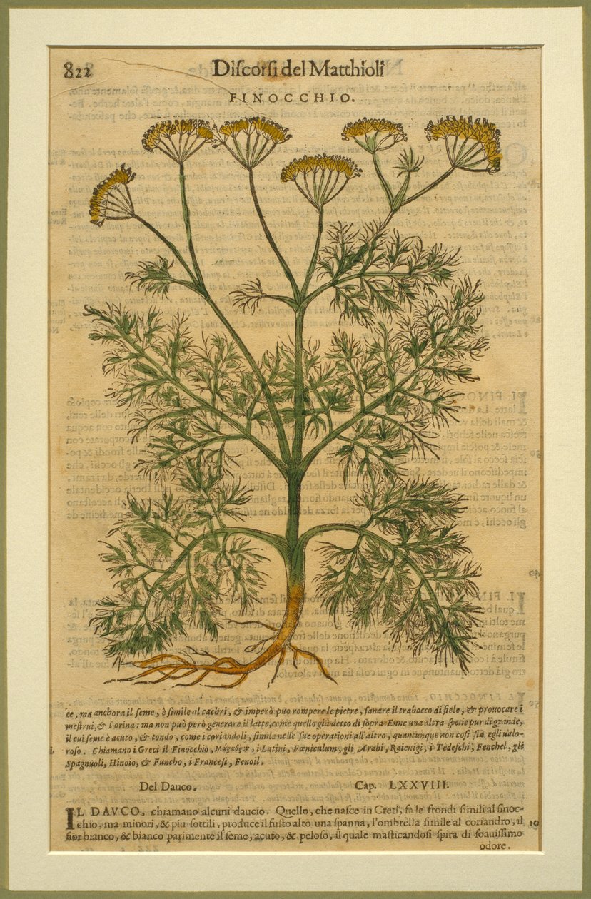 Funcho, um prato botânico do Discorsi de Pietro Andrea Mattioli (1501-77) publicado em Veneza, 1570 de Italian School