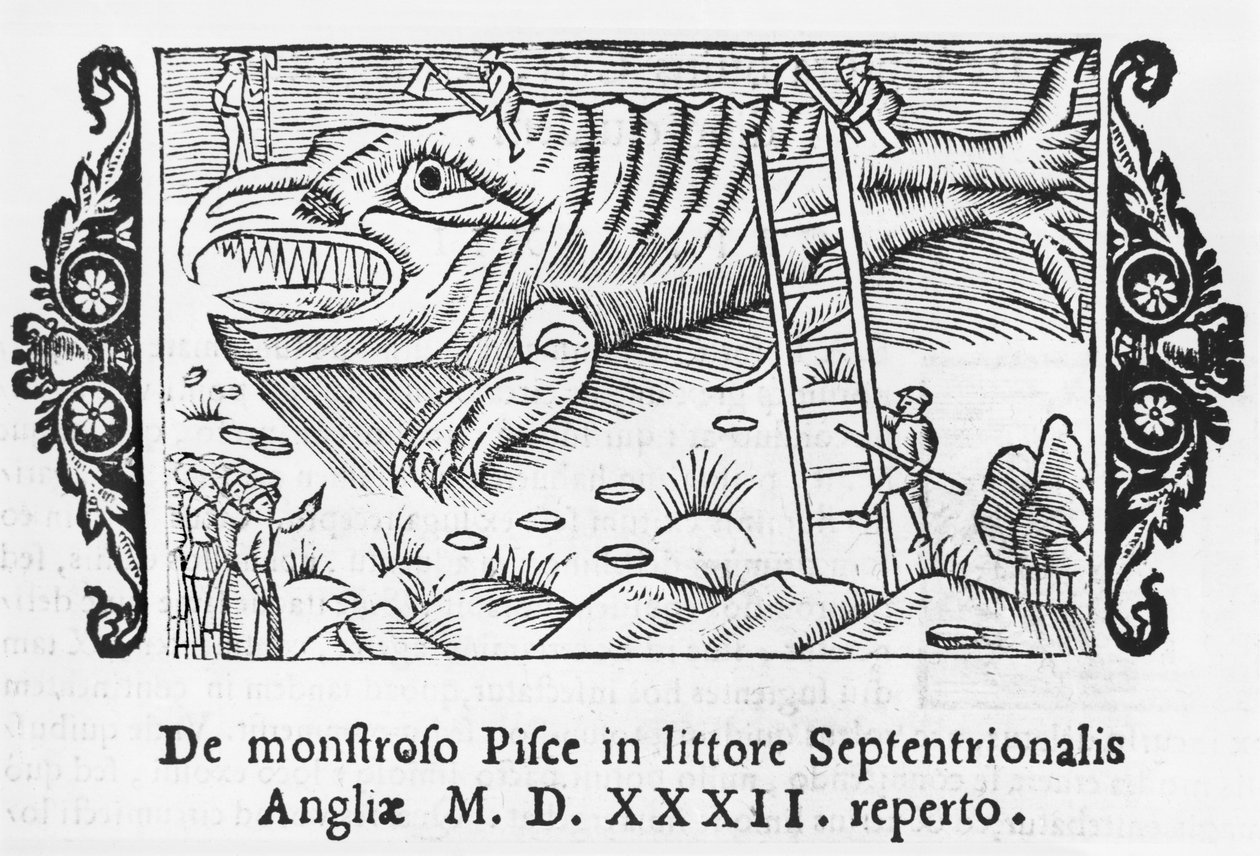 Polar Bears, ilustração Descrição do Norte por Olaus Magnus (1490-1558), publicado em Roma, 1555 de Italian School