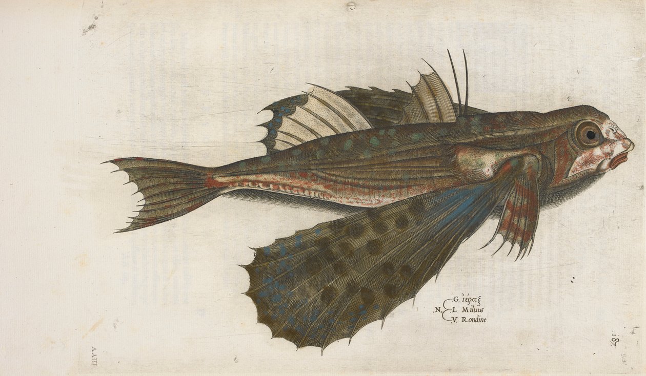 Peixe-voador, ilustração de 