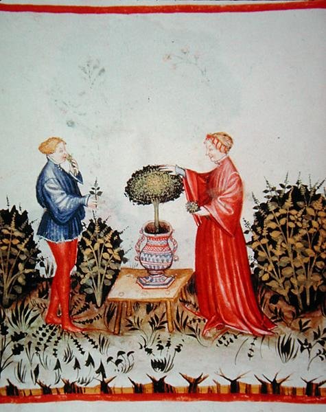 Fol.39v Recolhendo o Basilicum Curatum, ilustração de 