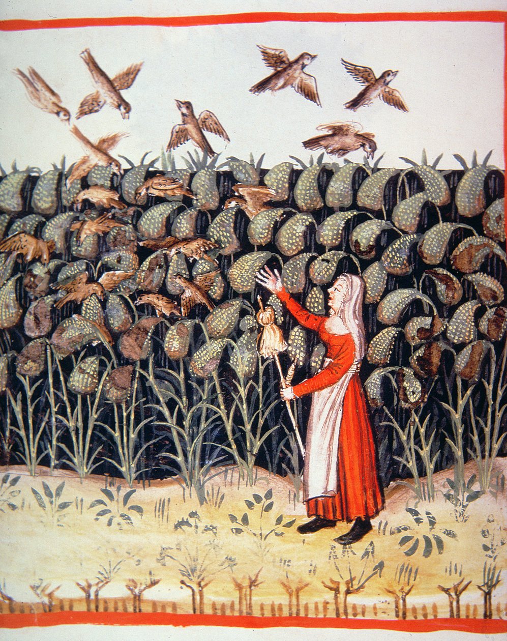 Fol.47 v Millet, ilustração de Tacuinum Santiatis Codex Vindobonensis de Italian School