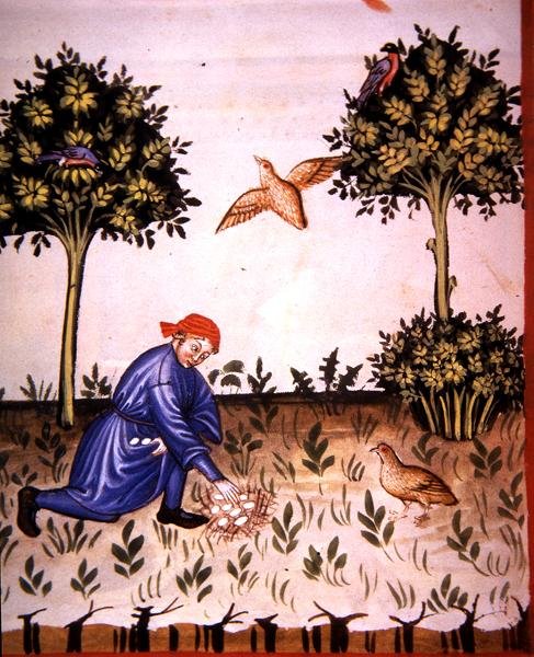 Fol.66v Recolha de ovos de perdiz, ilustração de 