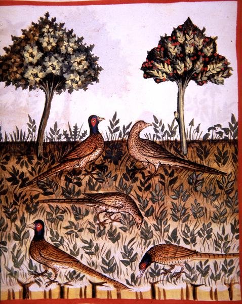 Fol.68v Faisões, ilustração de 