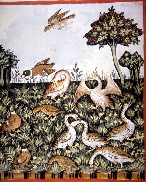 Fol.69v Patos e Gansos, ilustração de 