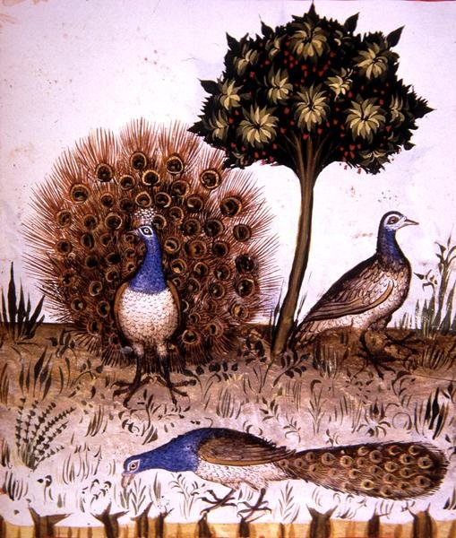 Fol.70r Pavões, ilustração de 