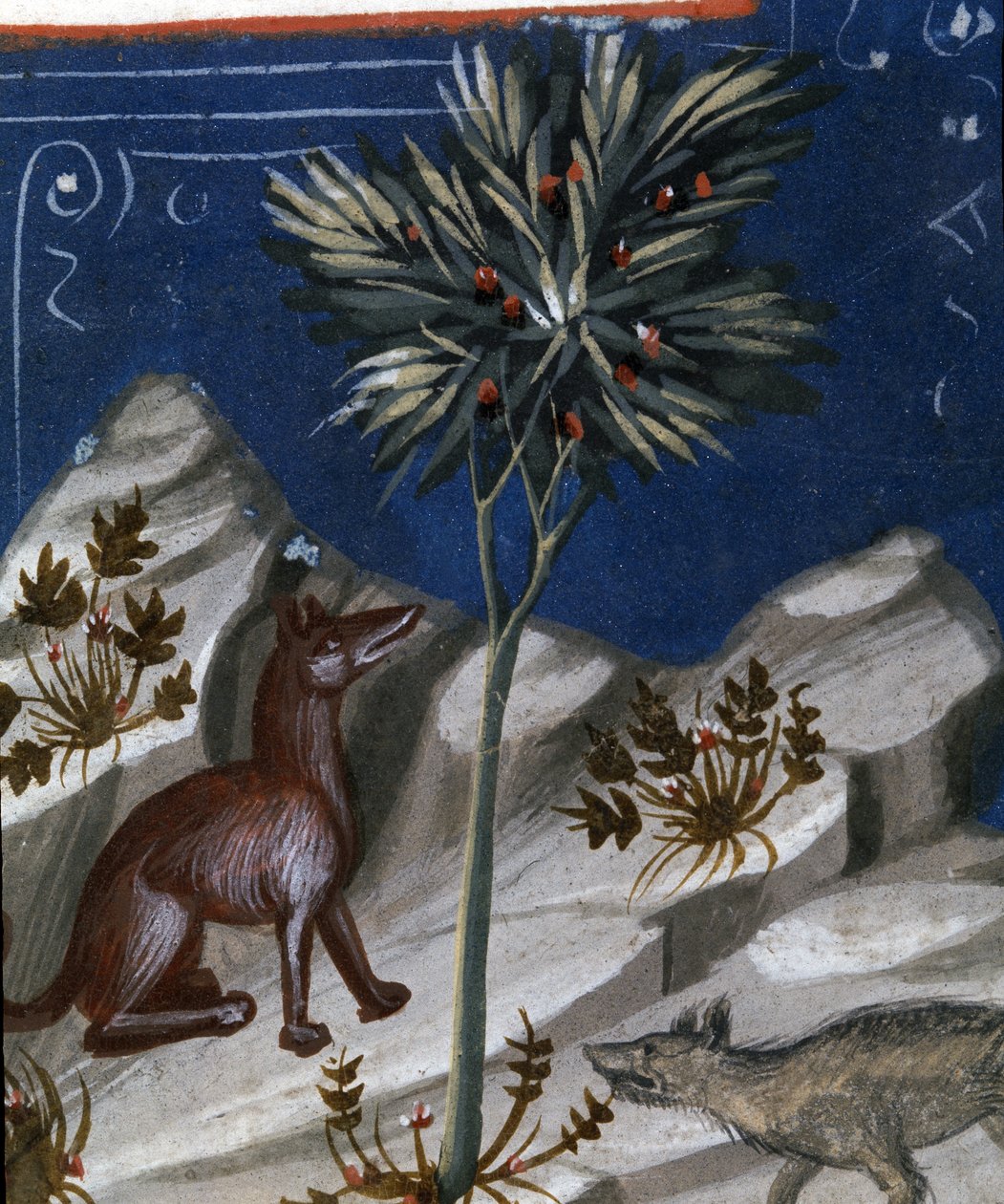 Raposa e um lobo, ilustração de "Codex Justianus", 1350 de Italian School