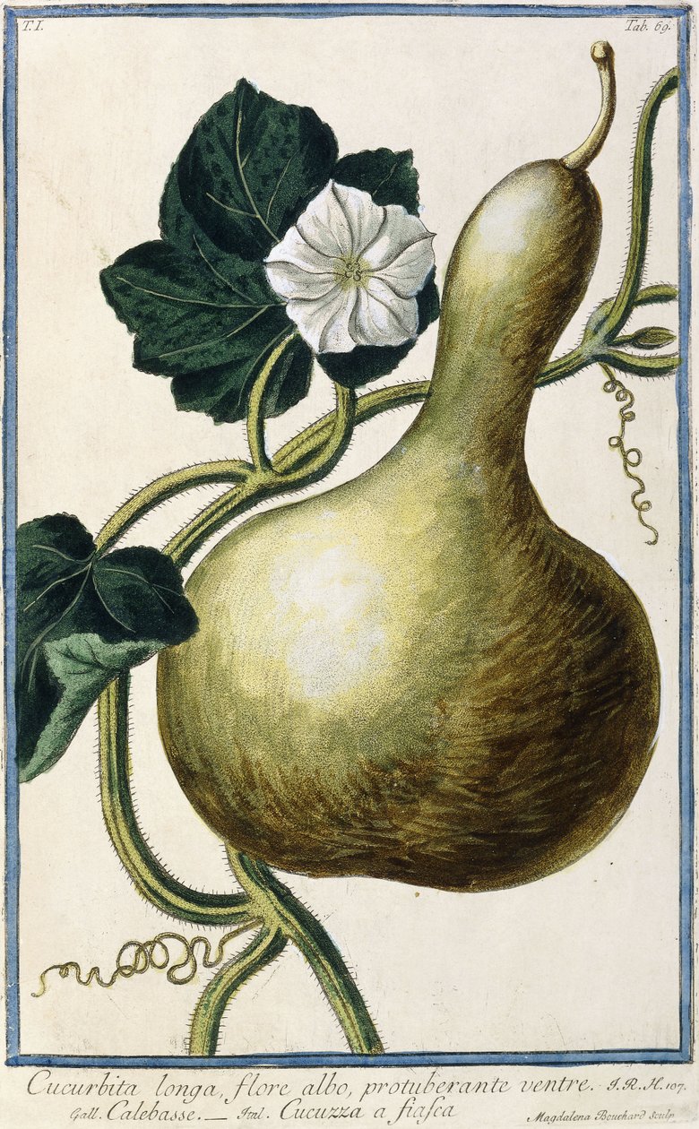 Gourd, 1772-1784 de Italian School