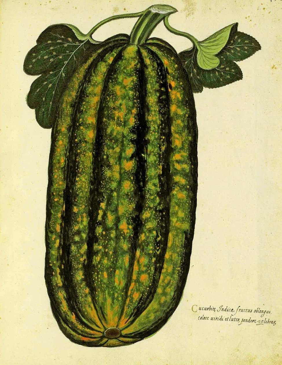 Green Oblong Squash por Ulisse Aldrovandi (1522 - 1605) prato publicado em Piante Fiori Frutti (gravura colorida à mão). de Italian School