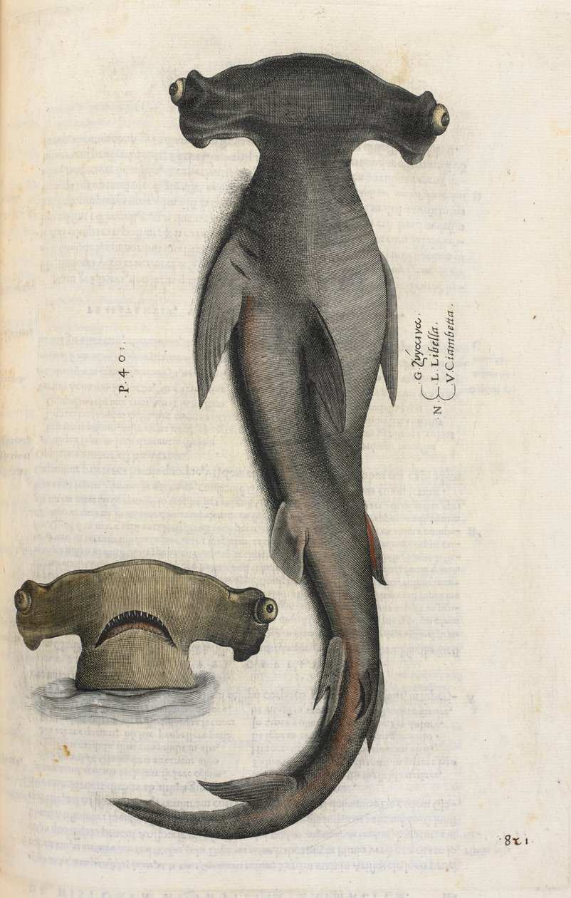 Tubarão-martelo, ilustração de 
