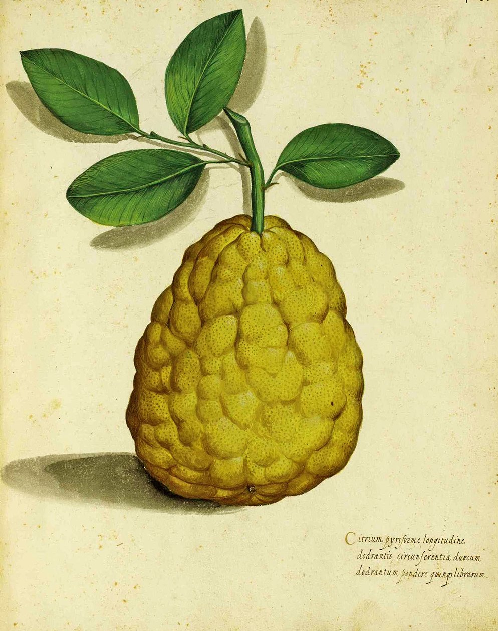 Limão da Herança por Ulisse Aldrovandi de Italian School