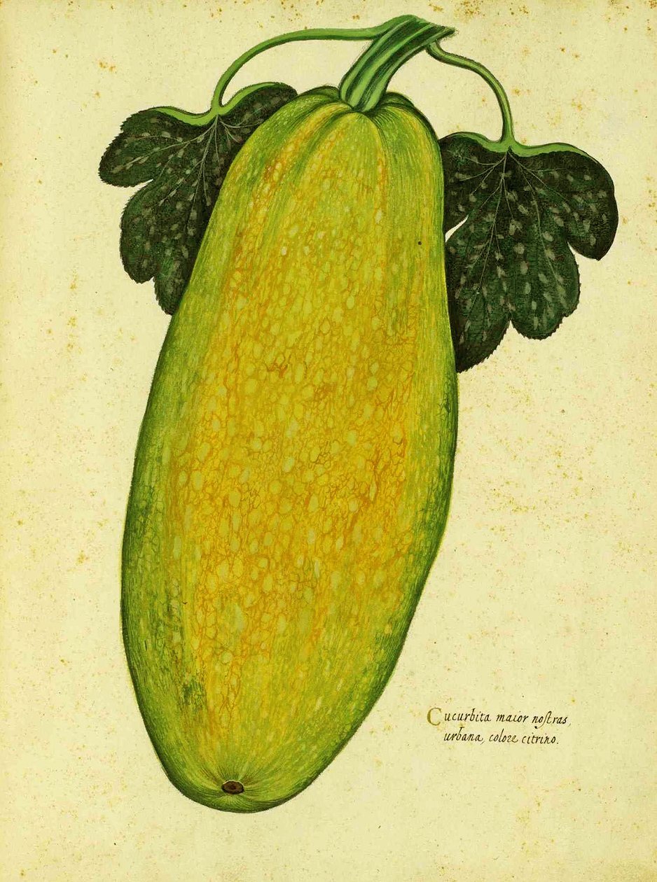Squash da herança por Ulisse Aldrovandi de Italian School