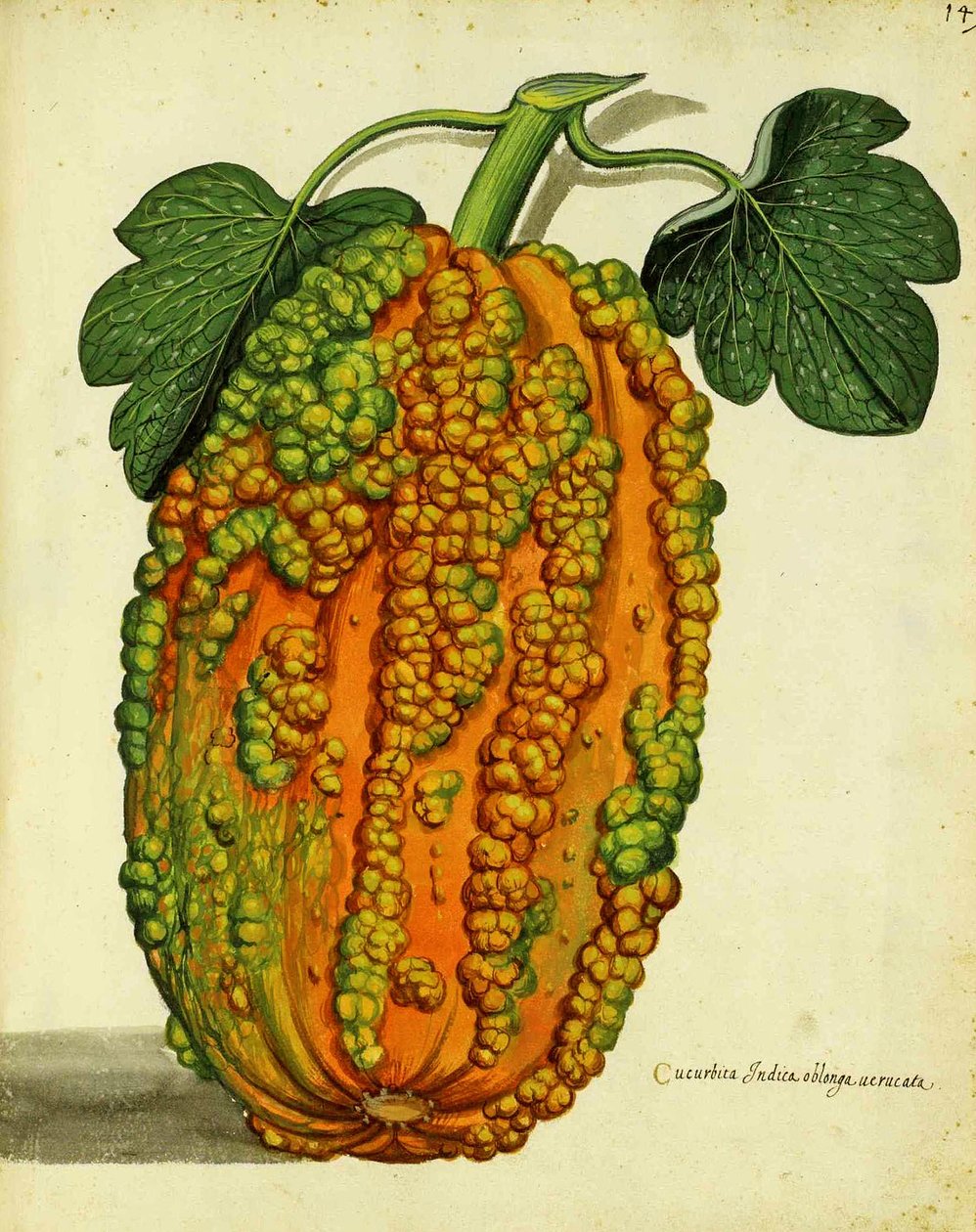 Squash da herança por Ulisse Aldrovandi de Italian School