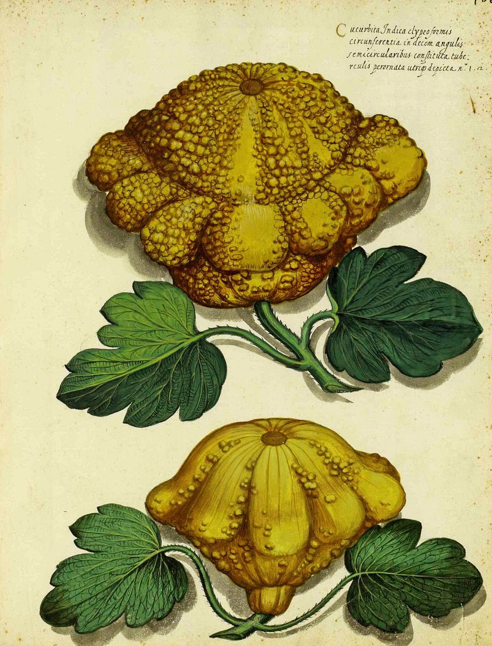 Squash da herança por Ulisse Aldrovandi de Italian School