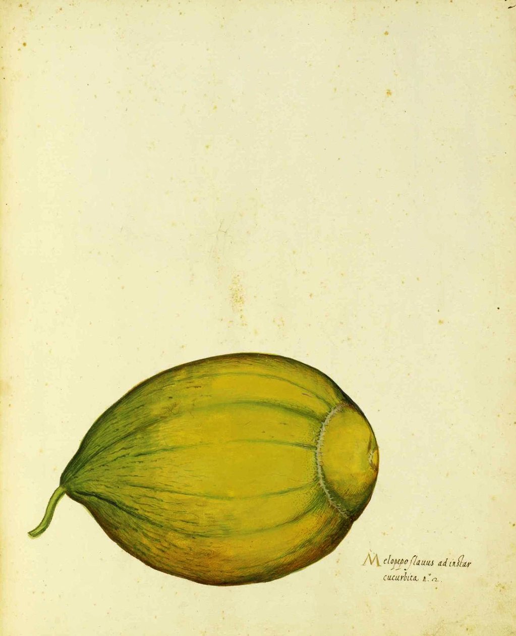 Squash da herança por Ulisse Aldrovandi de Italian School