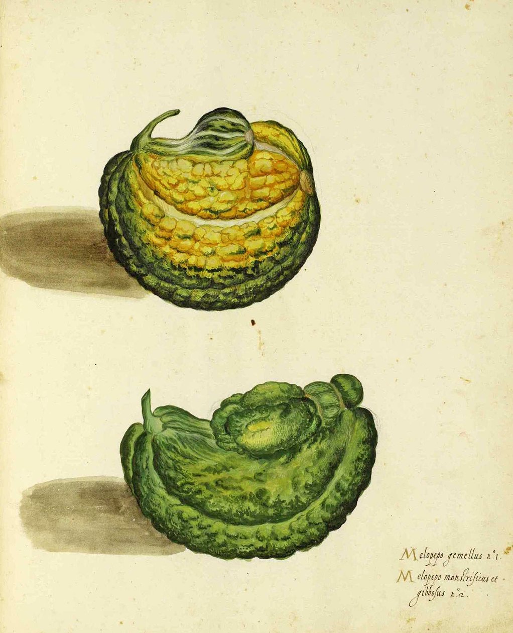 Squash da herança por Ulisse Aldrovandi de Italian School