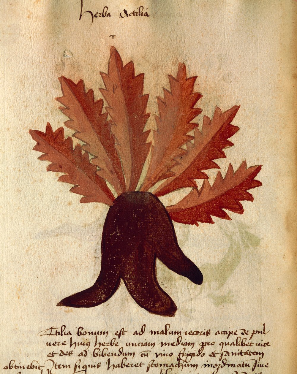 Herba Actila de Italian School