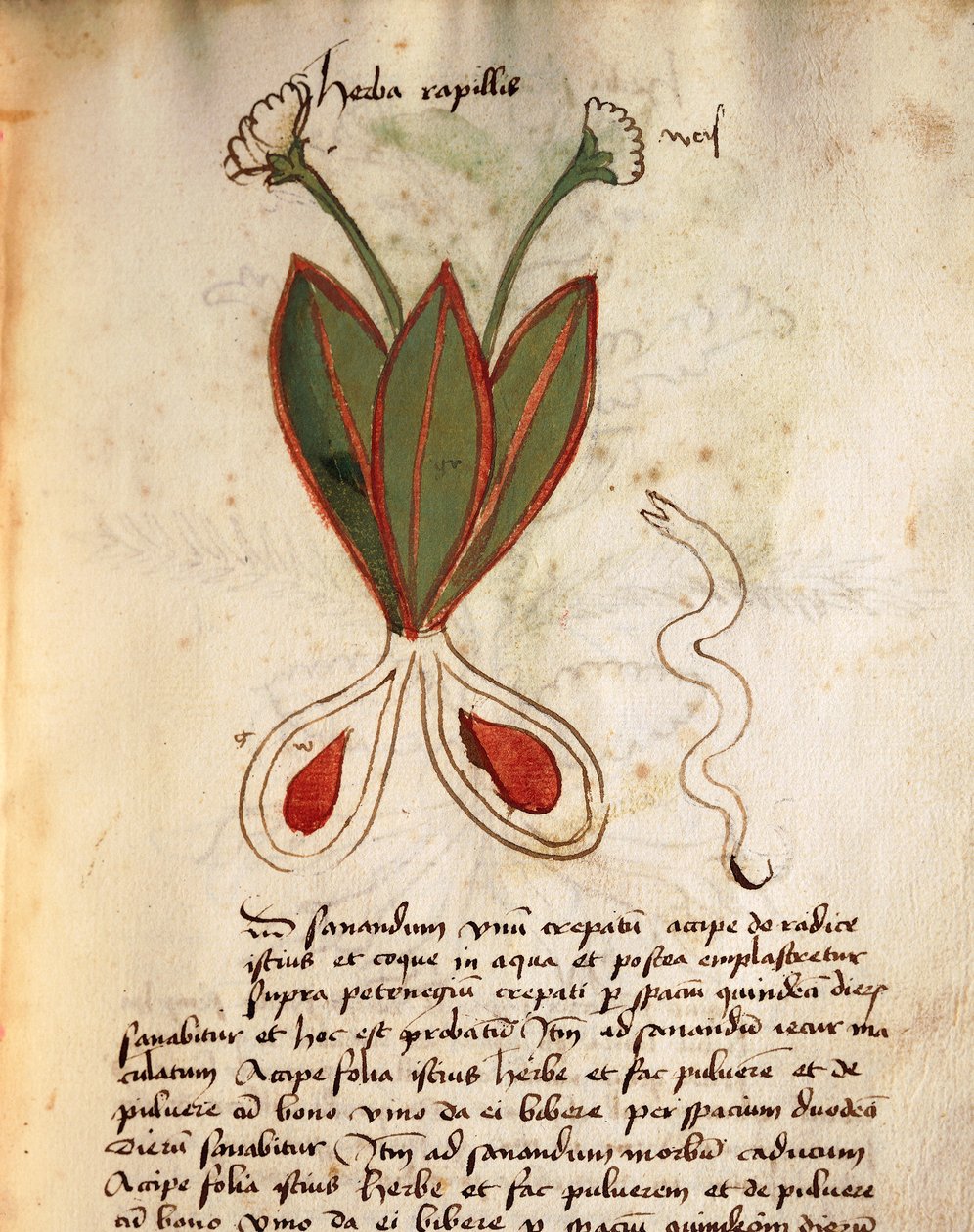 Herba Capillaria de Italian School