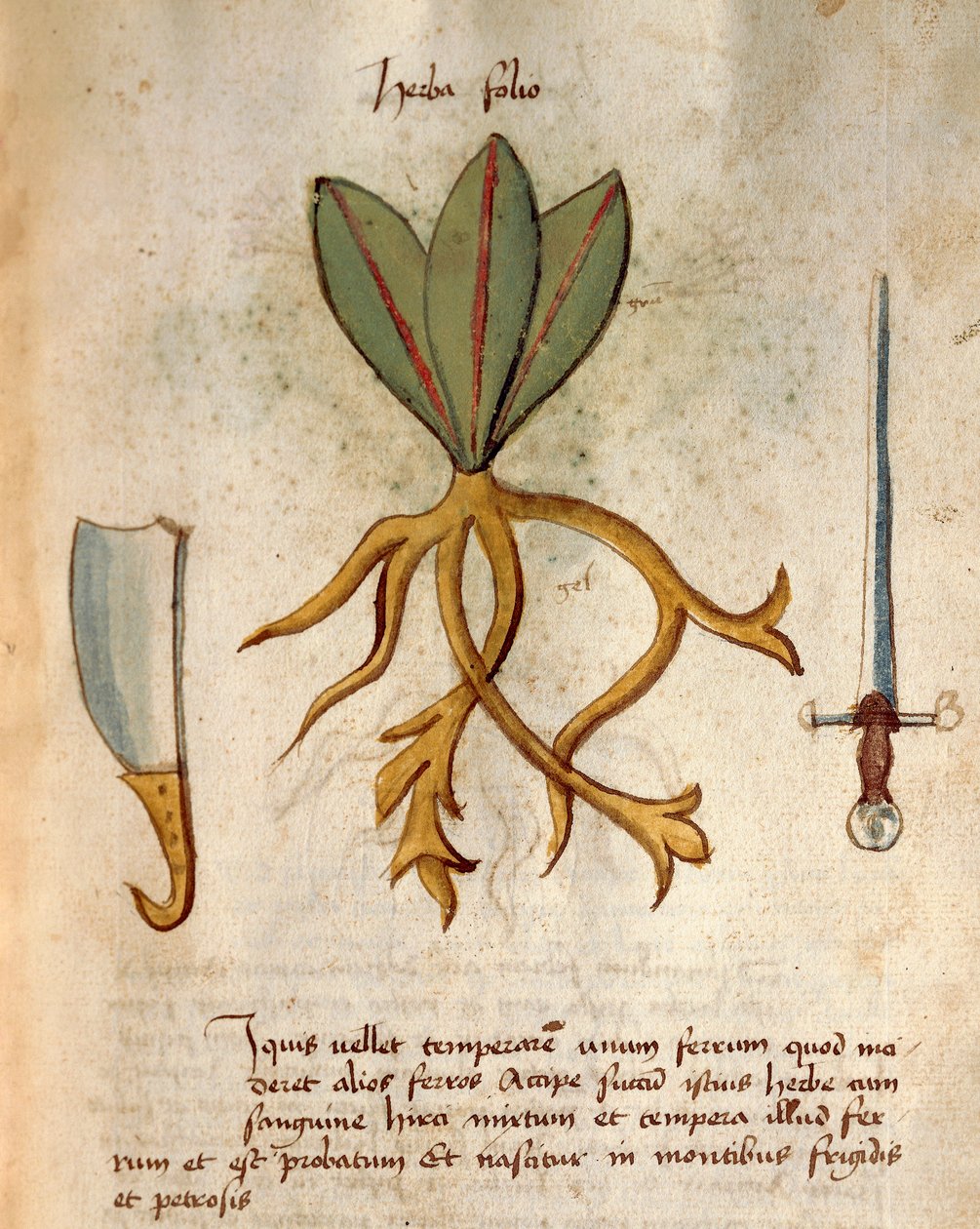Herba Folio de Italian School
