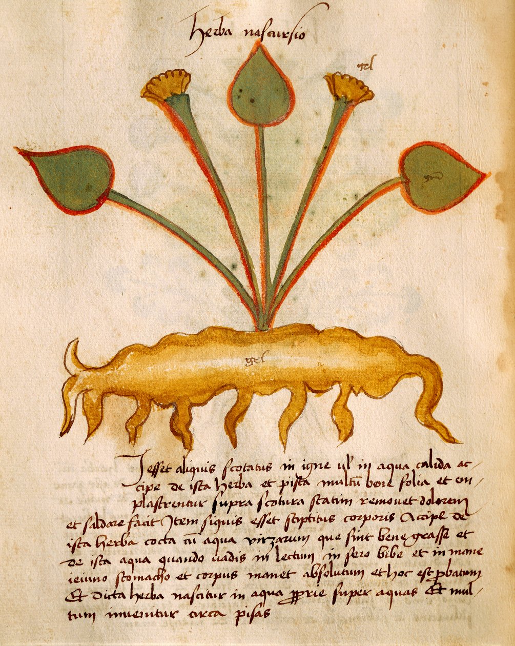 Herba Nasturtium pela Orgione Rizzardo de Italian School