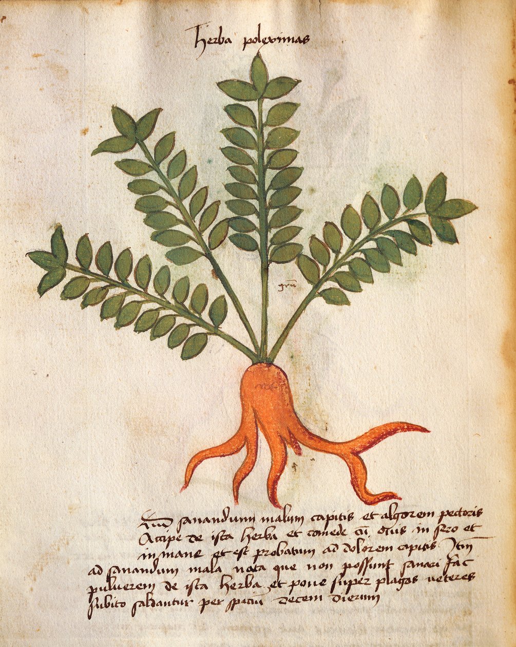 Herba Poleximos de Italian School