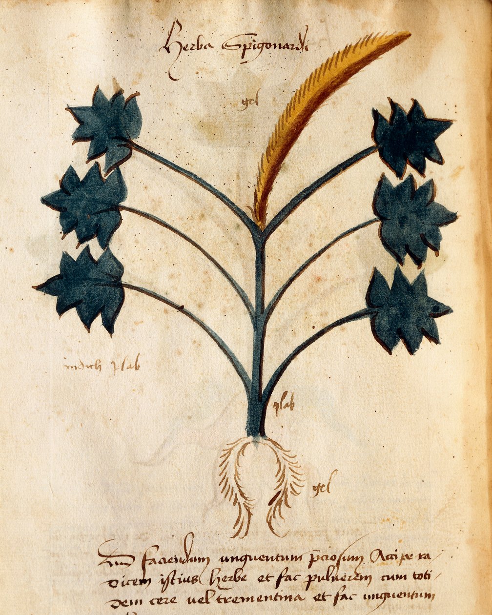 Herba Spigonardi pela Orgione Rizzardo de Italian School