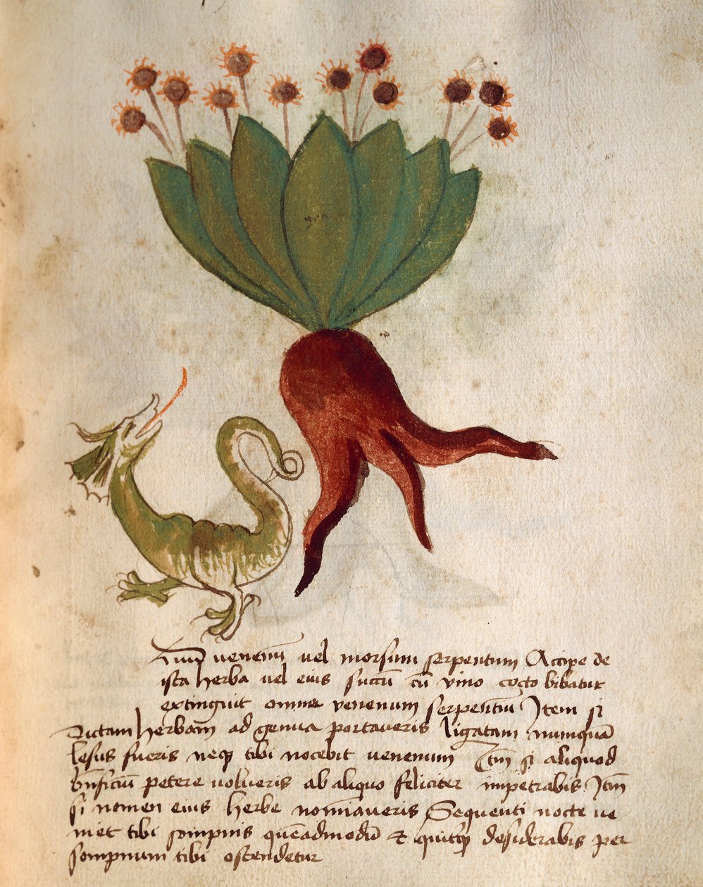 Herba Vermicularia de Italian School