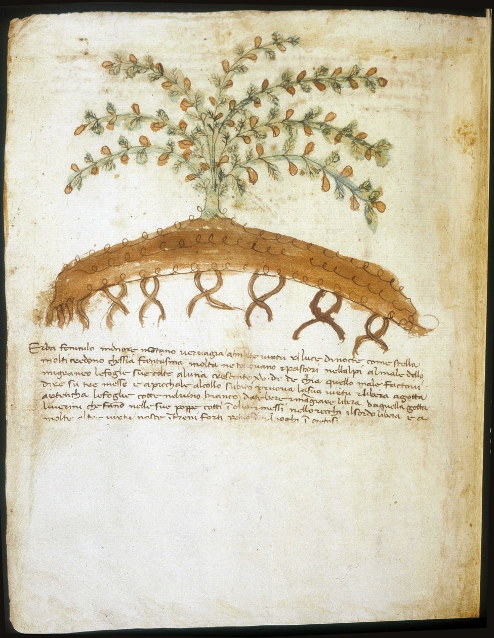 Herbário do século XIV. Biblioteca Municipal de Rimini. de Italian School