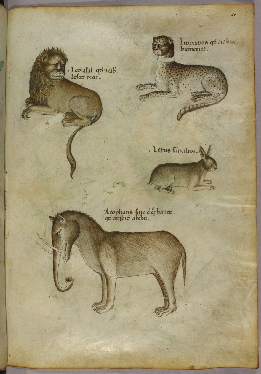 Ilustração de um leão, de um leopardo, de um coelho e de um elefante de Italian School