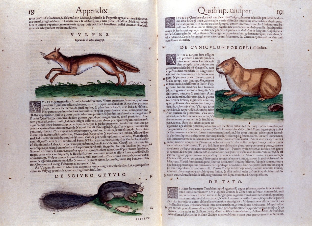 Ilustrações de 